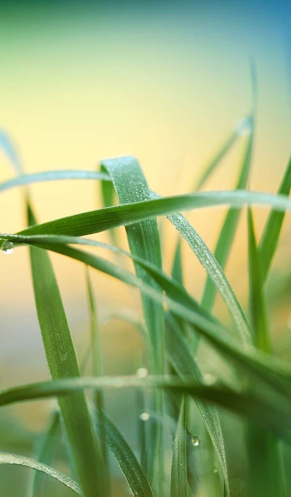 Высокая зеленая трава в каплях росы