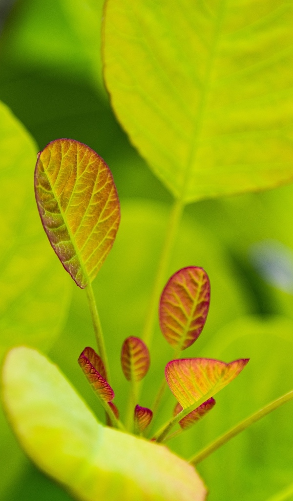 Нежные молодые зеленые листья