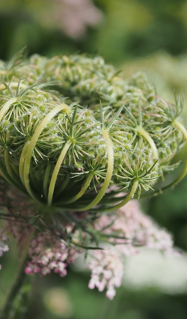 Зонтик полевого растения крупным планом