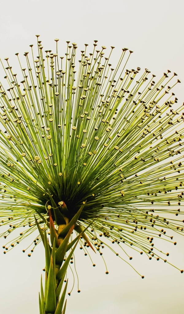 Необычное зеленое растение 