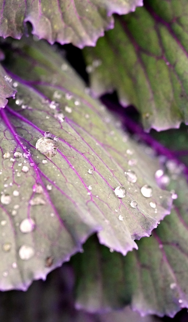 Капли воды на листьях капусты