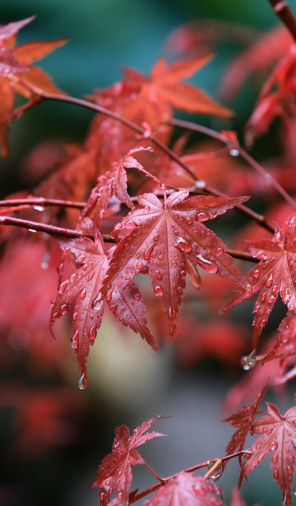 Мокрые красные листья клена