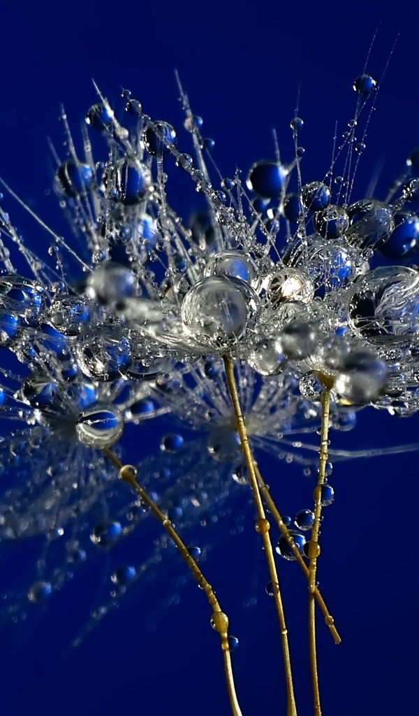 Мокрые остатки одуванчика на синем фоне