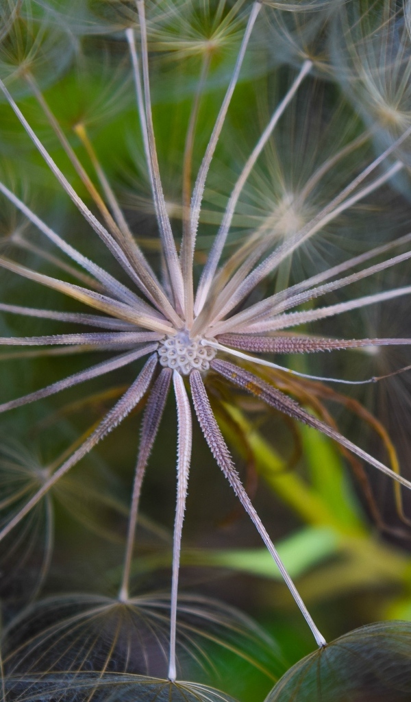Белый одуванчик с насекомым