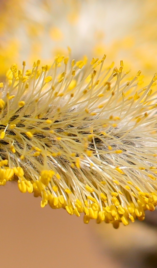 Распускается ива на дереве весной