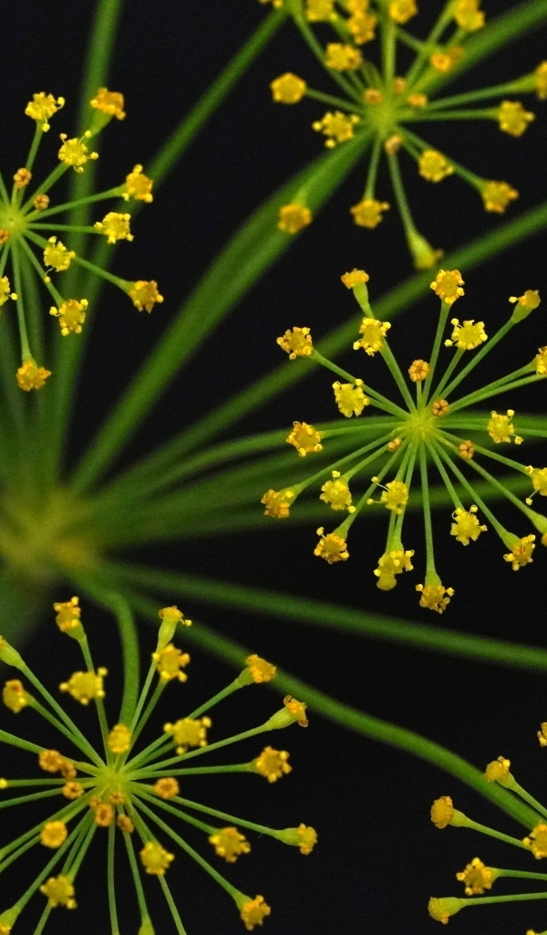 Желтый зонтик укропа крупным планом