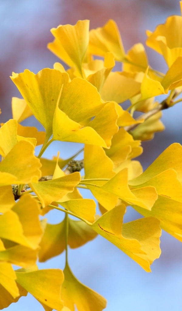 Желтые листья гинкго на ветке