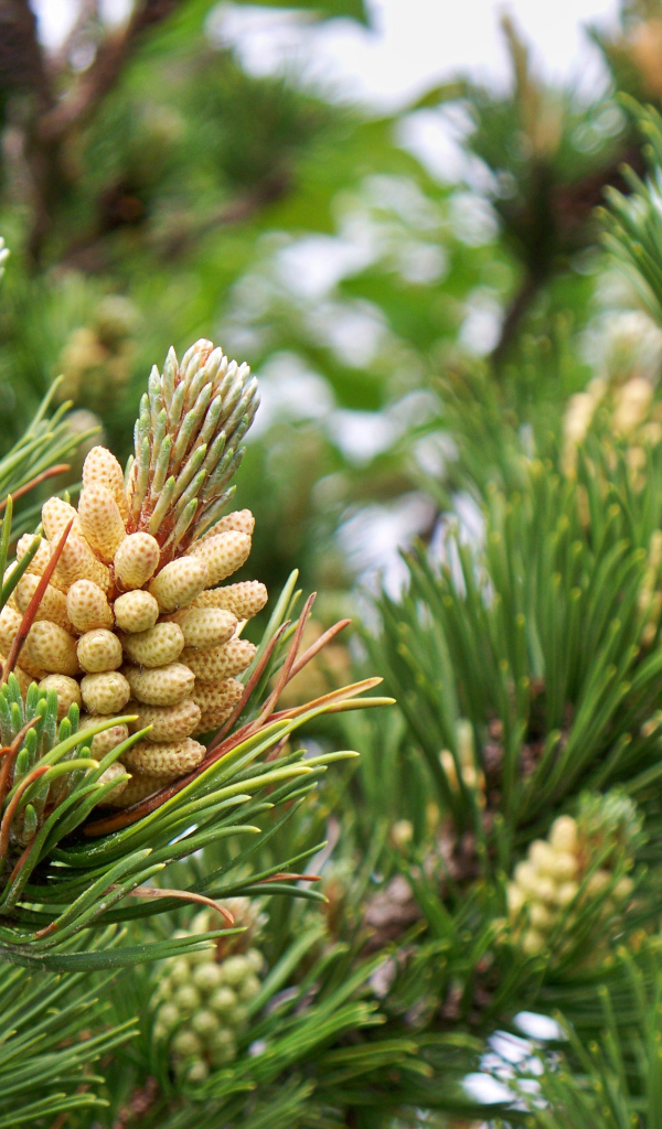 Молодые шишки на ветках сосны