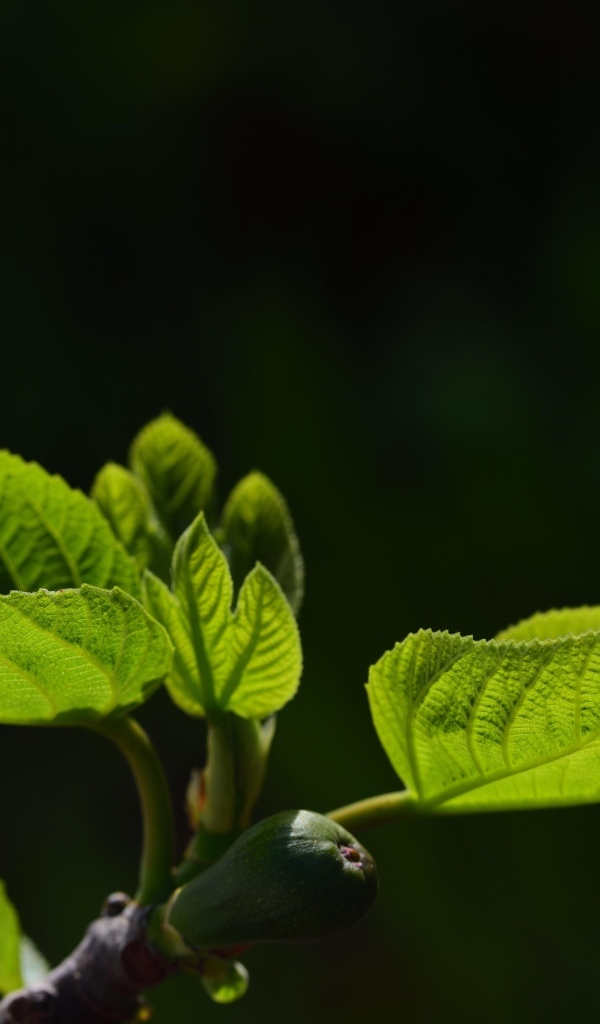 Молодые зеленые листья березы весной