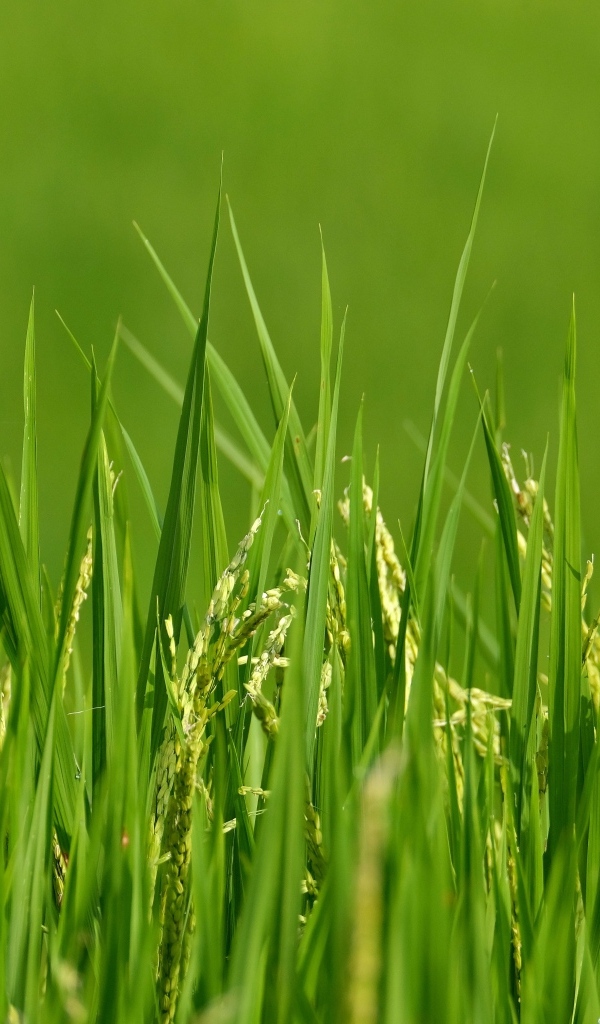 Молодая зеленая трава с колосками