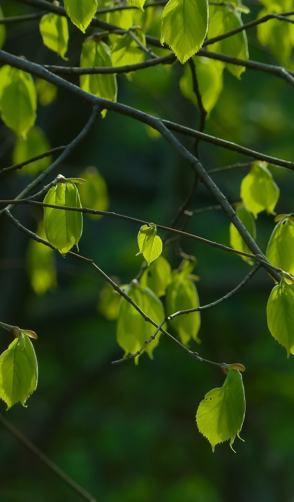 Молодые зеленые листья на ветках крупным планом