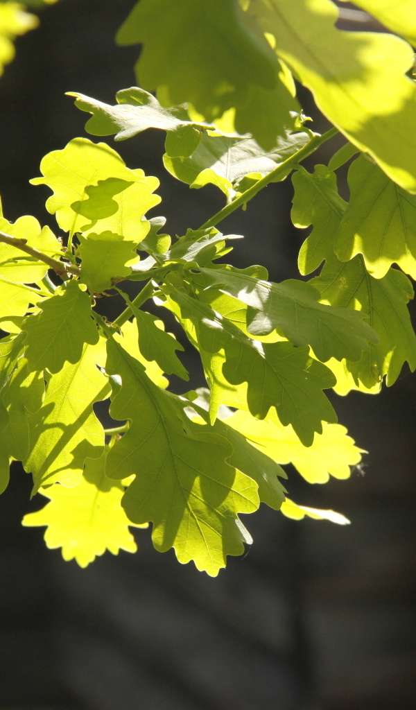 Молодые зеленые листья дуба в лучах солнца
