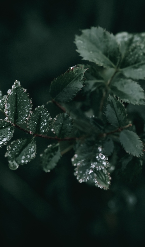 Молодые зеленые листья розы в каплях дождя