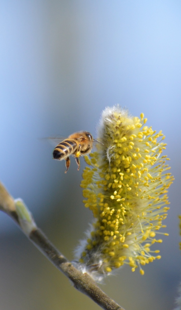 Молодые ветки вербы с пчелой