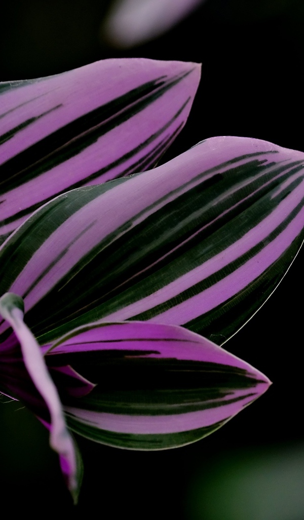 Красивый лист комнатного растения