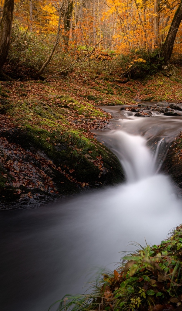 Быстрый холодный ручей в осеннем лесу