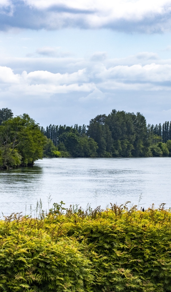 Озеро с покрытыми деревьями берегами