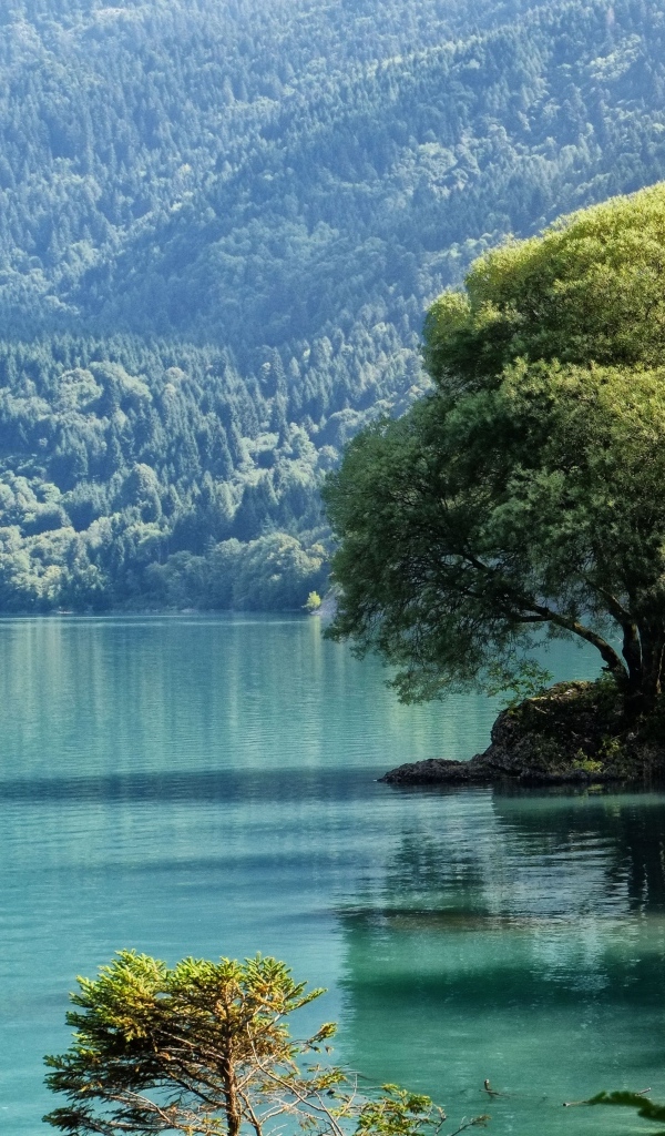 Большое дерево на берегу горного озера