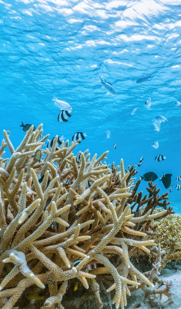 Кораллы под водой в море