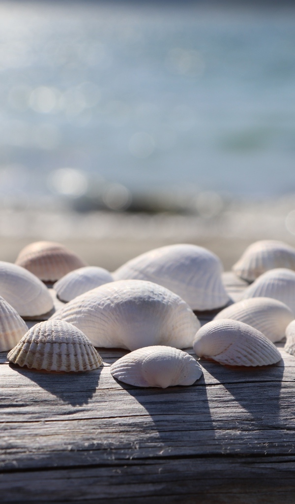 Белые ракушки на лавке у моря