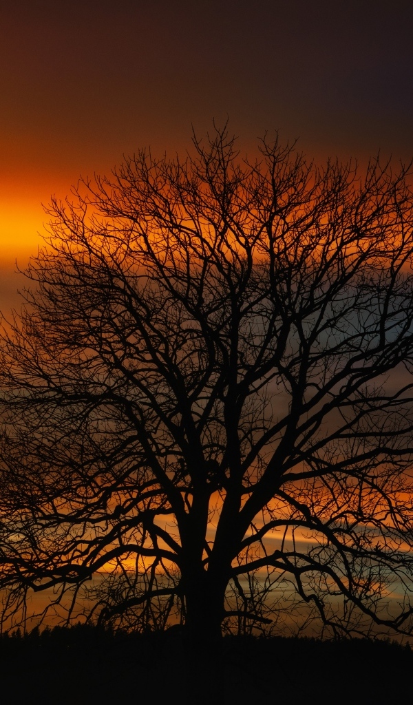 Опавшее дерево стоит на фоне неба на закате