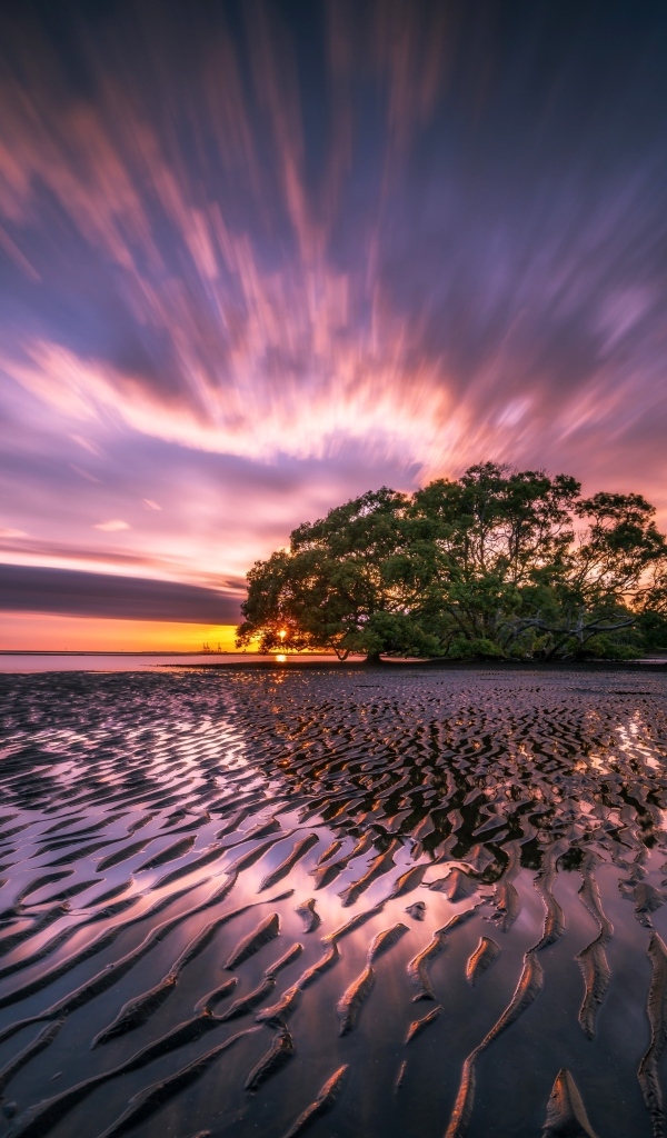 Мокрый песчаный берег и дерево на закате