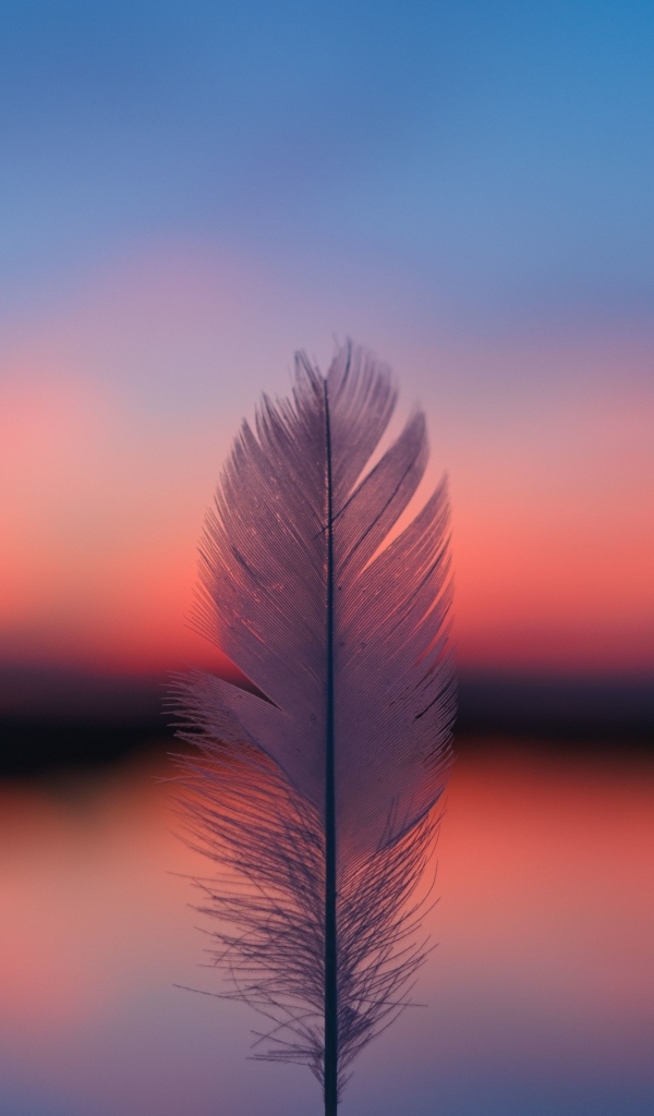 Белое перо на фоне красного неба на закате солнца