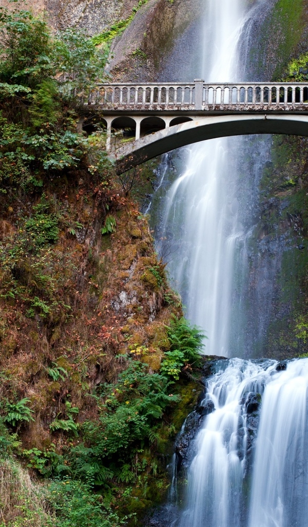 Красивый мост с водопадом в лесу