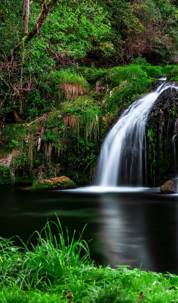 Зеленая растительность у водопада в лесу