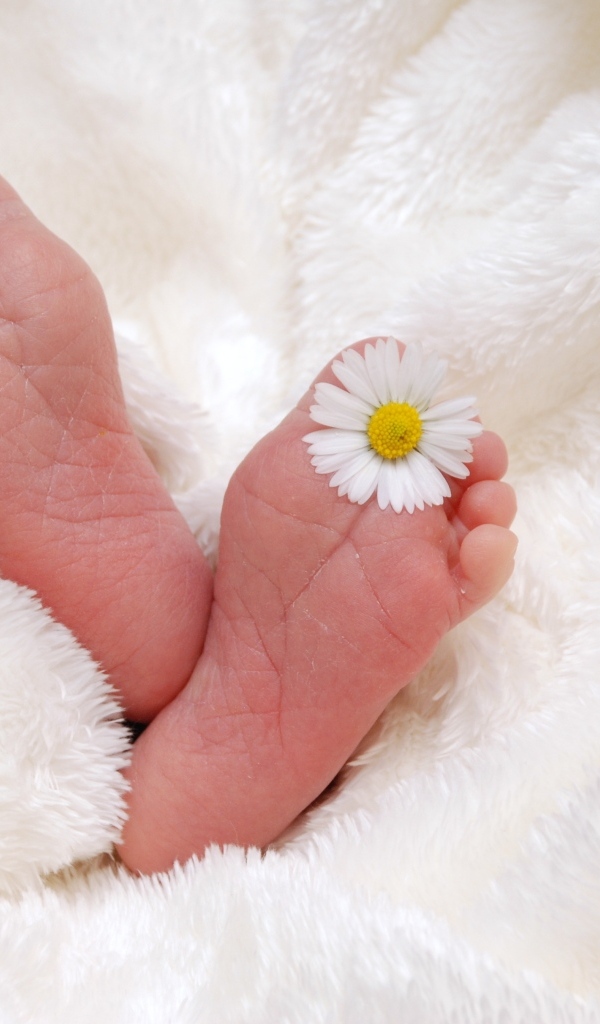 Ноги новорожденного ребенка с цветком ромашки