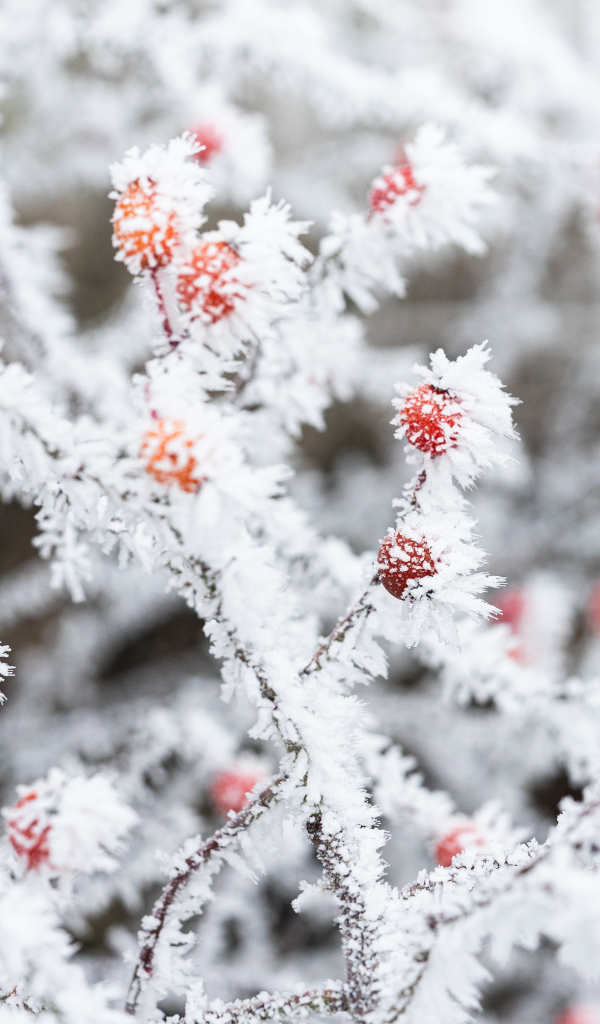 Покрытая инеем ветка с красными ягодами