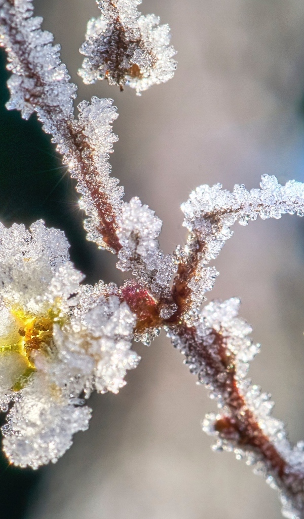 Кристаллы инея на ветке с цветком