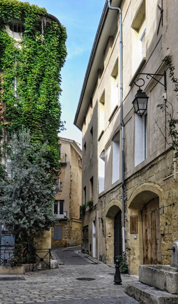 Покрытые зеленой растительностью дома на улице города