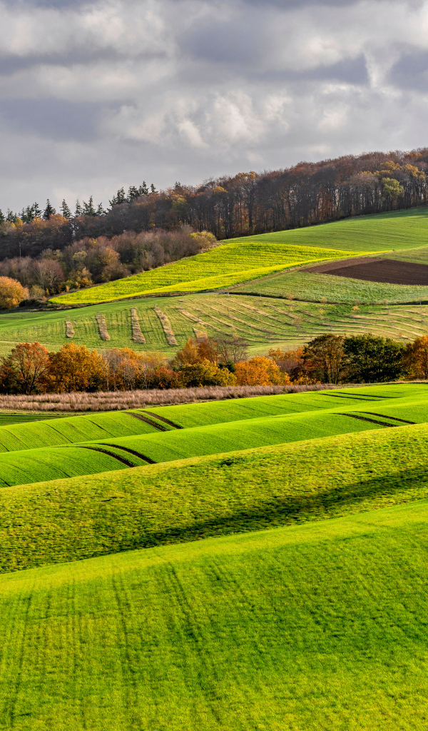 Покрытые зелеными растениями поля в Германии