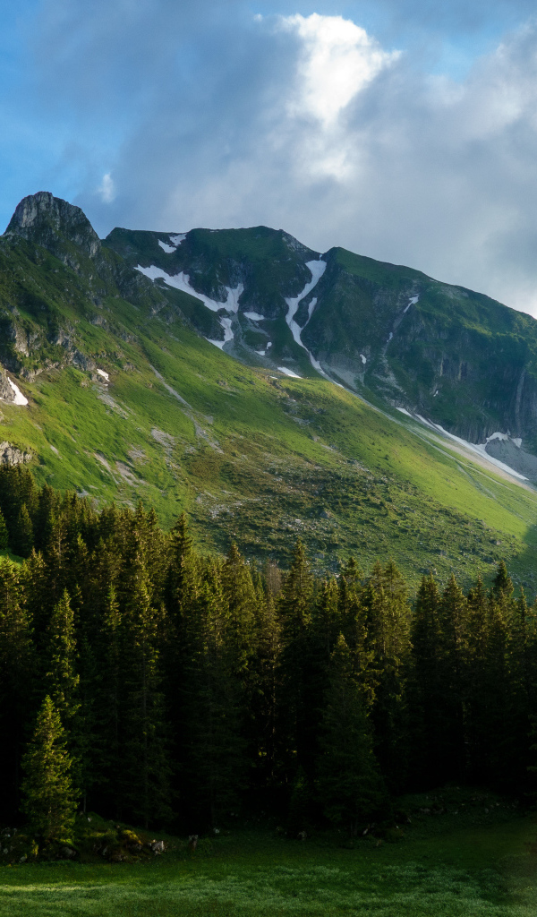 Вид на покрытые растительностью Альпы, Швейцария