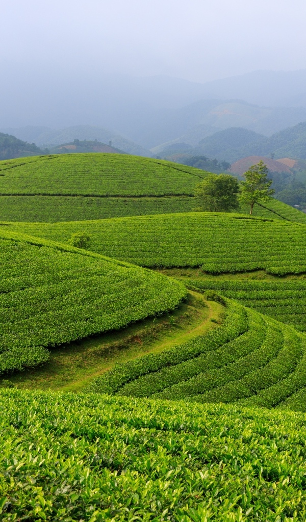 Зеленые чайные плантации, Вьетнам
