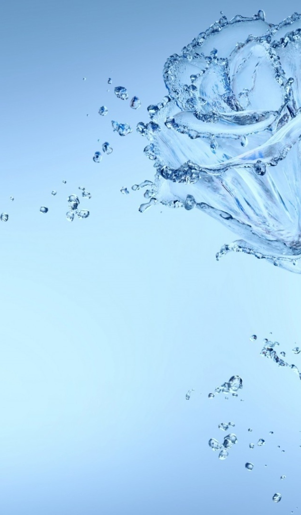 Красивая роза из воду на голубом фоне