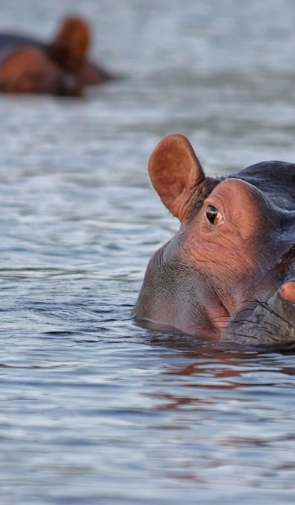 Большой гиппопотам плавает в воде