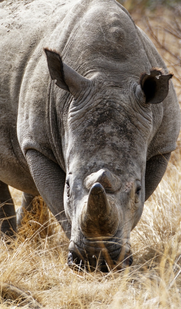 Большой носорог идет по сухой траве