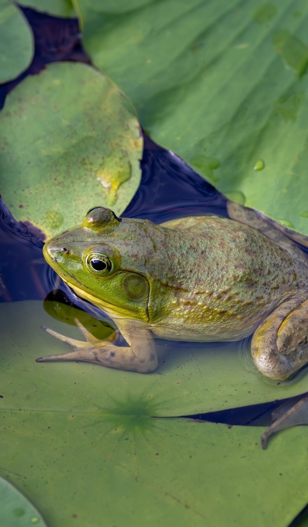 Лягушка с зелеными листьями в воде