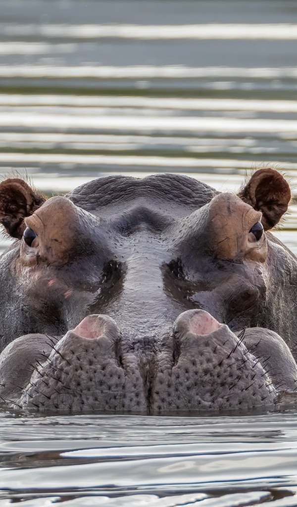 Большой бегемот прячется в воде