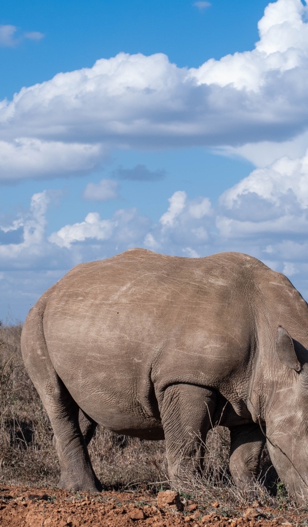 Два больших носорога на фоне неба