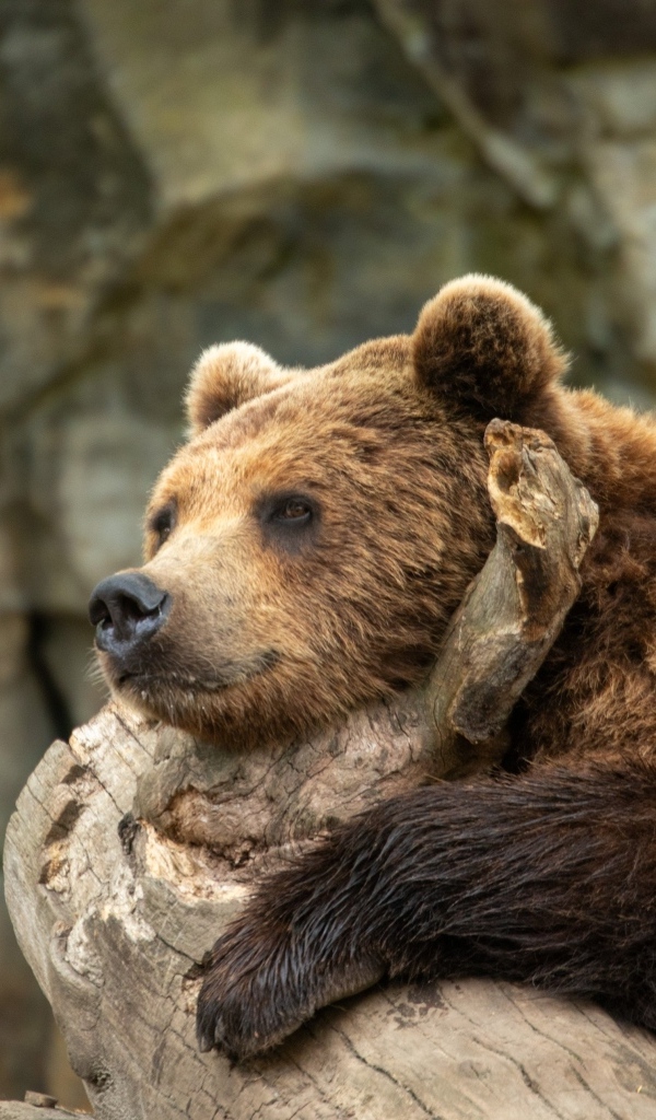 Большой бурый медведь лежит на коряге в зоопарке