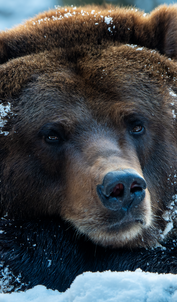 Большой хищный бурый медведь лежит на снегу