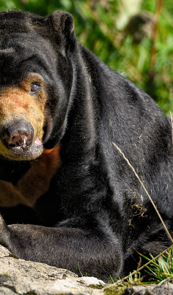 Большой черный медведь с острыми когтями