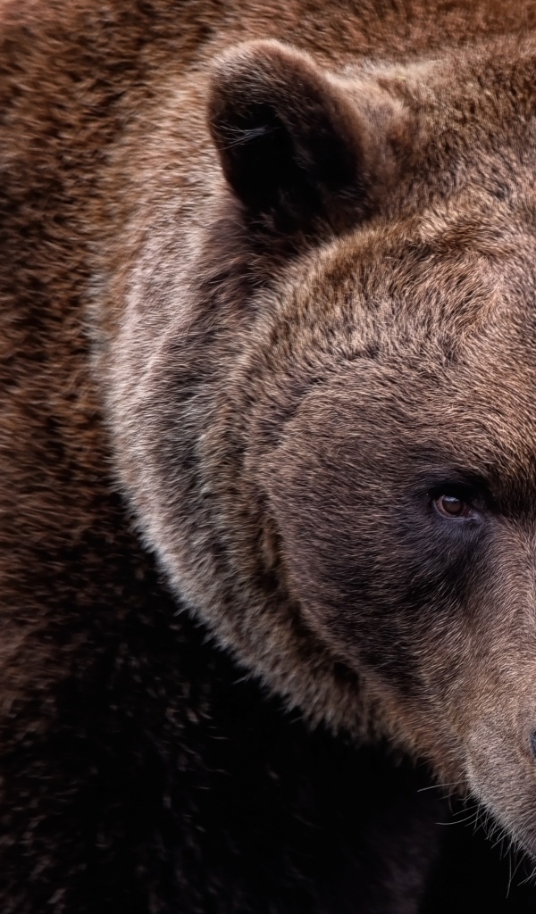 Большой бурый медведь крупным планом