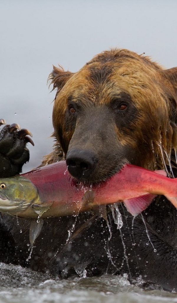 Большой бурый медведь ловит рыбу в реке