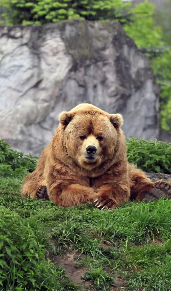 Большой бурый медведь на зеленой траве в зоопарке