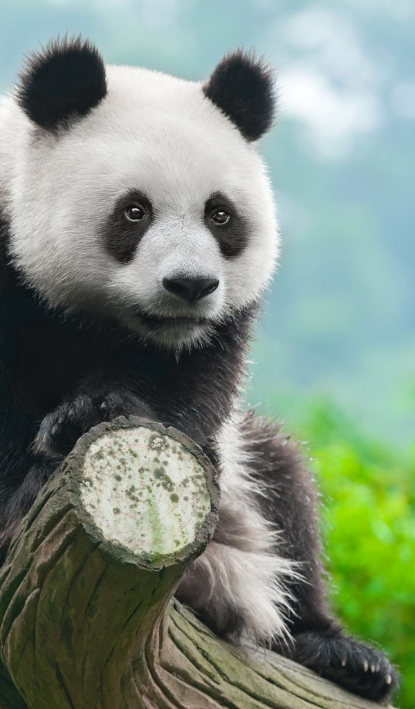 Большая панда сидит на дереве в зоопарке