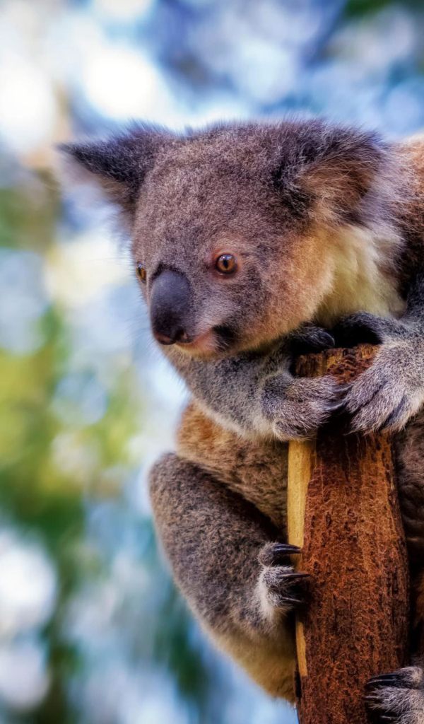 Коала сидит на столбе дерева 
